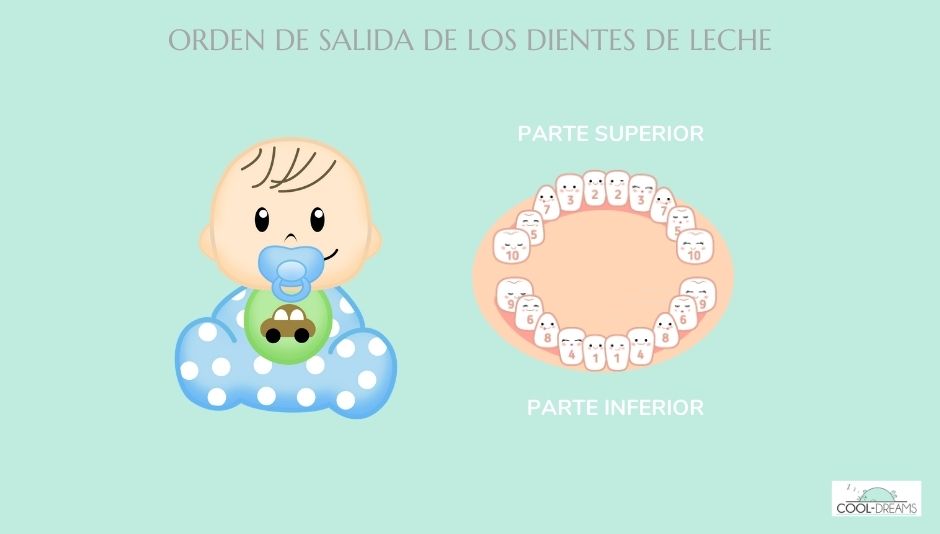 Orden de salida de los dientes en los bebés