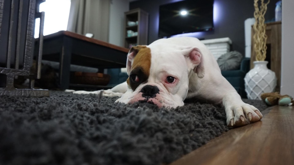 Perro con embarazada en casa cambia actitud