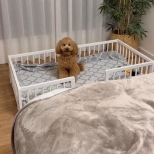 Wonderwoof con mascota